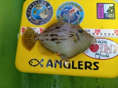 カワハギの釣果