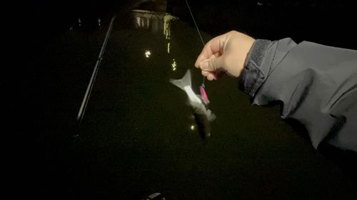 ボラの釣果