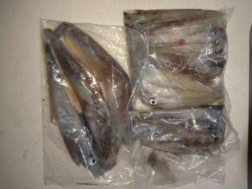 ヤリイカの釣果