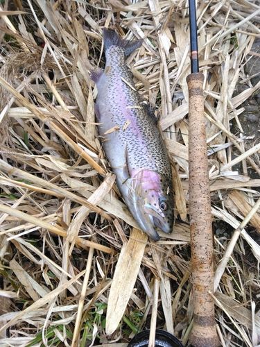 ニジマスの釣果