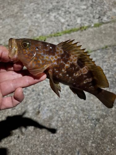 アコウの釣果