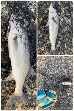 セイゴ（マルスズキ）の釣果