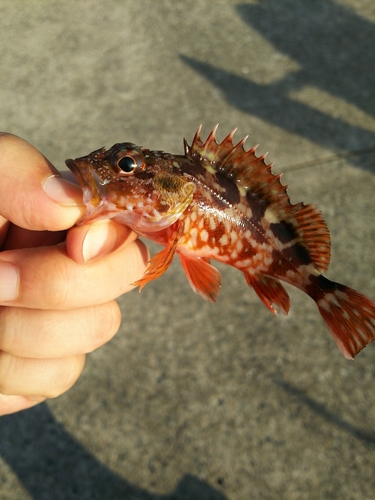 カサゴの釣果