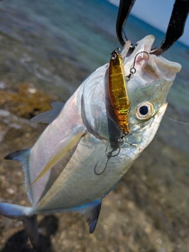 カスミアジの釣果