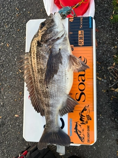 チヌの釣果