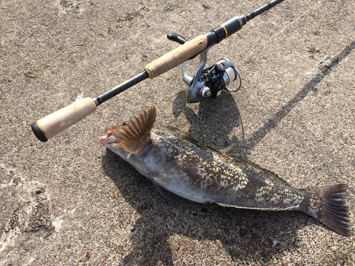 アイナメの釣果