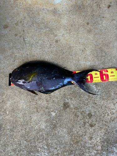 トカジャーの釣果