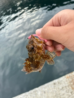 アカメバルの釣果
