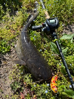 ナマズの釣果