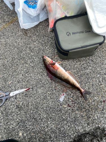ホッケの釣果