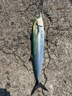 サゴシの釣果