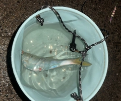 コノシロの釣果