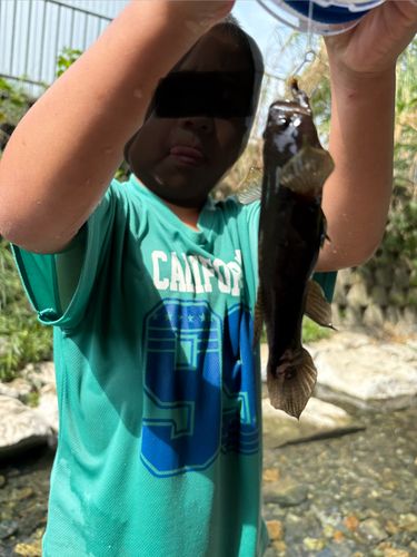 ホシマダラハゼの釣果