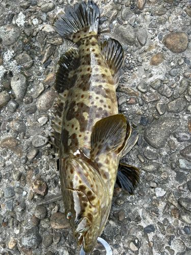 チャイロマルハタの釣果