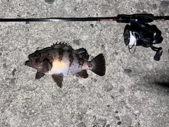 メバルの釣果