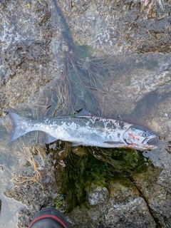 サクラマスの釣果