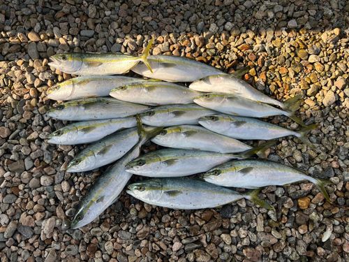 フクラギの釣果