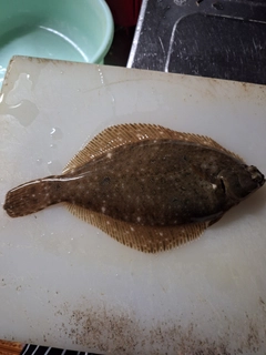 カレイの釣果