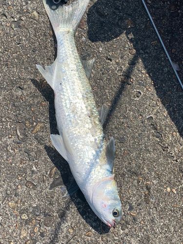 ボラの釣果