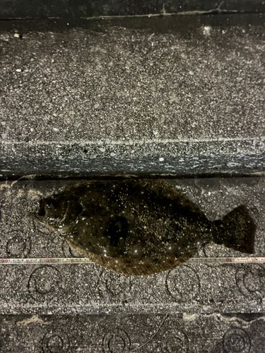 ヒラメの釣果