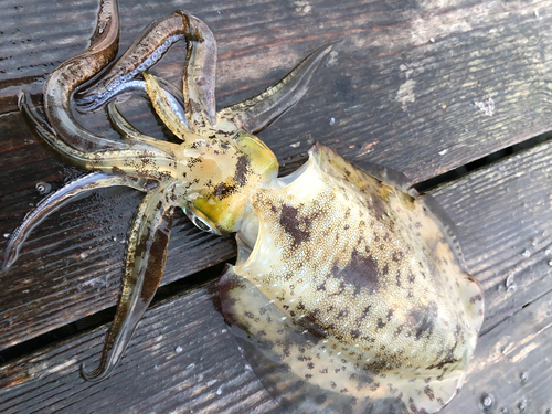 アオリイカの釣果