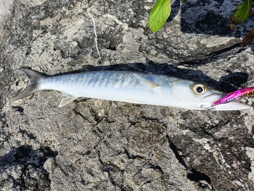 オニカマスの釣果