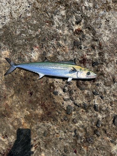 サゴシの釣果