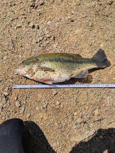 ラージマウスバスの釣果
