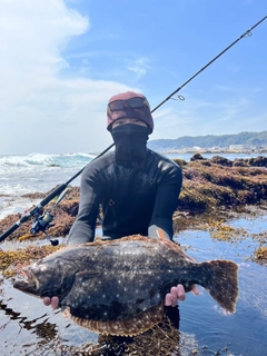ヒラメの釣果