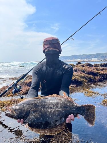 ヒラメの釣果