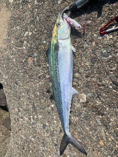 サゴシの釣果