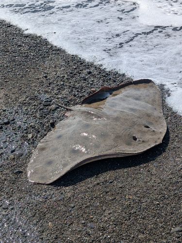 エイの釣果