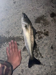 スズキの釣果