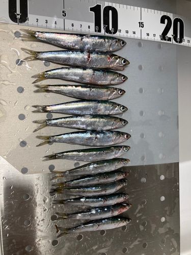 カタクチイワシの釣果