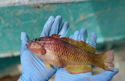 ベラの釣果
