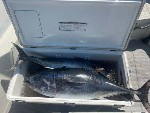 クロマグロの釣果