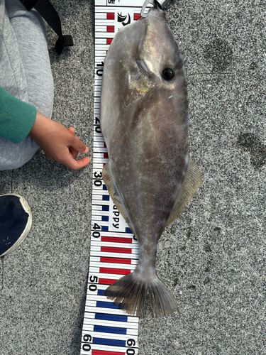 ウスバハギの釣果