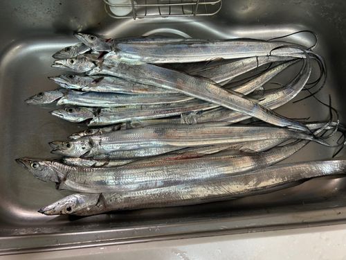 タチウオの釣果