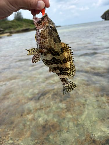 イシミーバイの釣果