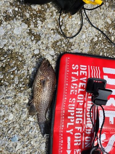 オオモンハタの釣果