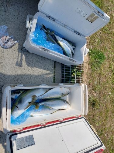 メジロの釣果