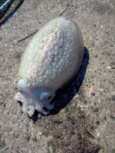 コウイカの釣果