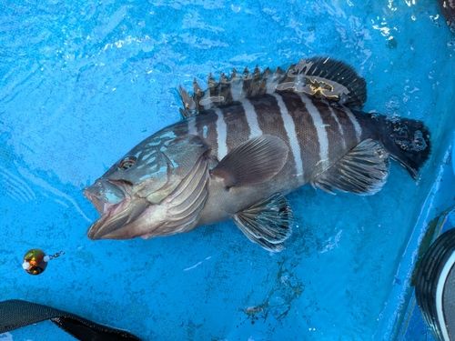 マハタの釣果