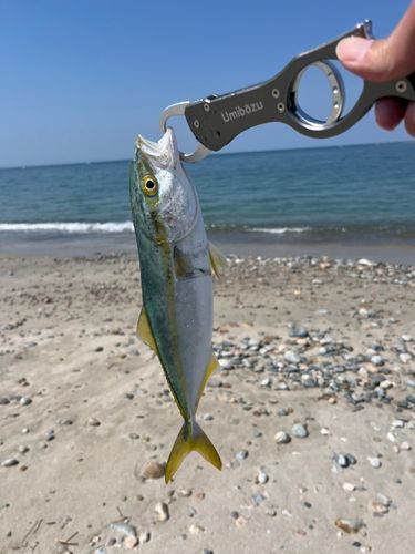 ツバイソの釣果