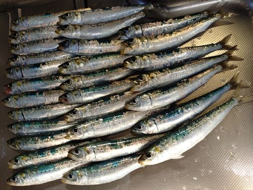 マイワシの釣果