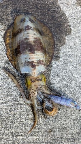 アオリイカの釣果