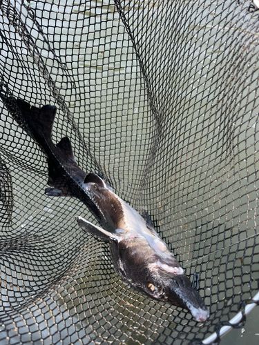 チョウザメの釣果