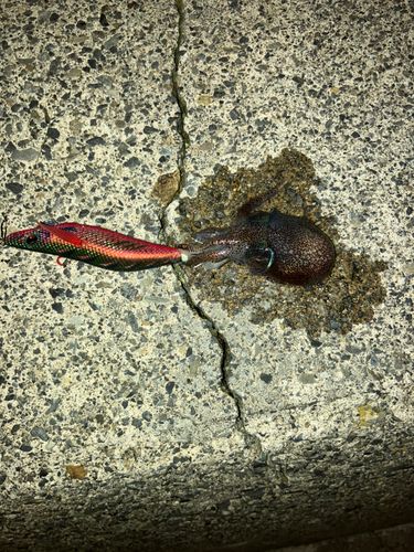 ミミイカの釣果