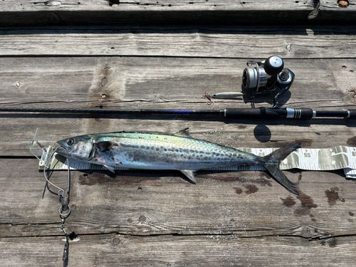 サゴシの釣果