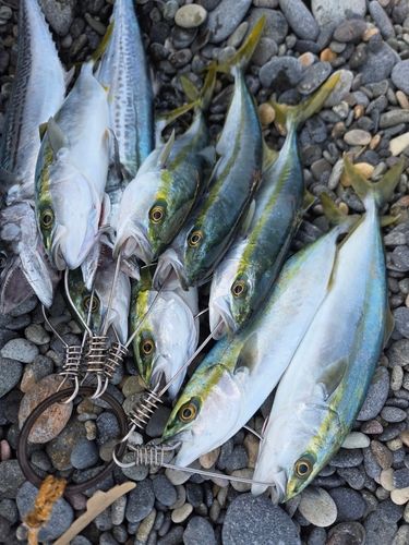 コゾクラの釣果